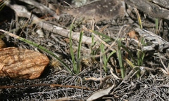 Hypoxis floccosa