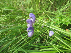 Aconitum baicalense