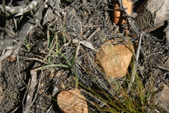 Hypoxis floccosa