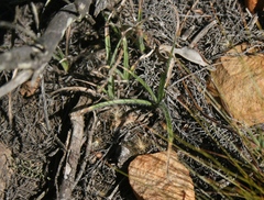Hypoxis floccosa