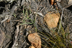 Hypoxis floccosa