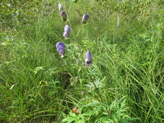 Aconitum baicalense