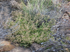 Mesembryanthemum longistylum