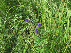 Aconitum baicalense