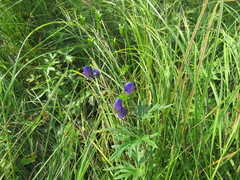 Aconitum baicalense
