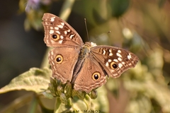 Junonia lemonias
