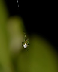 Bijoaraneus praesignis