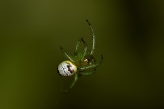 Bijoaraneus praesignis