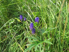 Aconitum baicalense