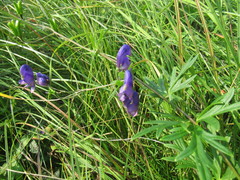 Aconitum baicalense