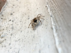 Menemerus bivittatus