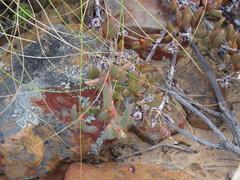Ruschia diversifolia