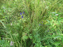Aconitum baicalense