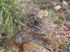 Ruschia diversifolia