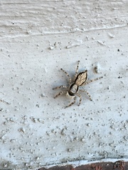 Menemerus bivittatus