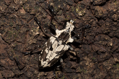 Steirastoma marmoratum