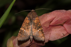 Eriopyga ditissima