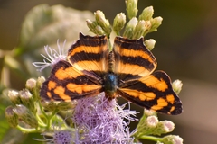 Symbrenthia lilaea
