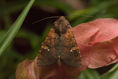 Eriopyga ditissima