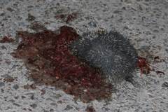 Paraechinus aethiopicus