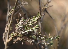 Wahlenbergia cinerea