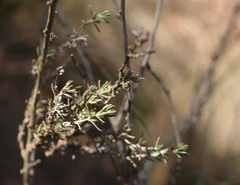 Wahlenbergia cinerea