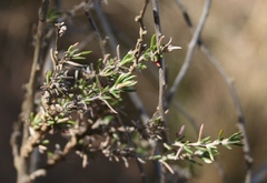 Wahlenbergia cinerea