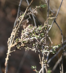 Wahlenbergia cinerea