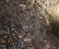Wahlenbergia cinerea