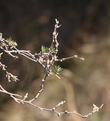 Wahlenbergia cinerea