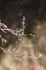 Wahlenbergia cinerea