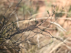 Wahlenbergia cinerea