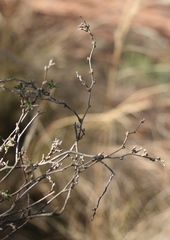 Wahlenbergia cinerea