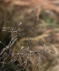 Wahlenbergia cinerea