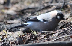 Pyrrhula pyrrhula cassinii