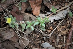 Portulaca quadrifida