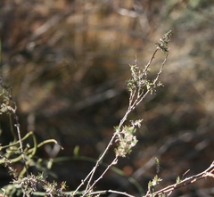 Wahlenbergia cinerea