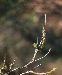 Wahlenbergia cinerea