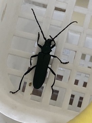Aromia moschata moschata
