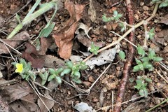 Portulaca quadrifida