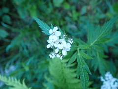 Achillea macrophylla