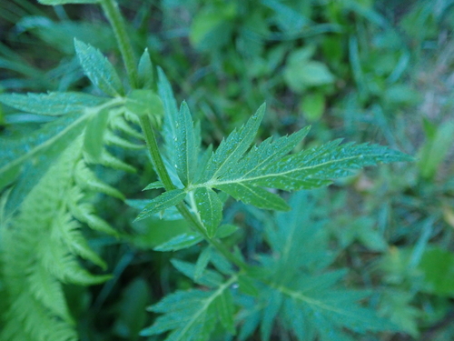 Image of Achillea macrophylla by no rights reserved