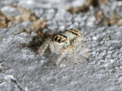 Philaeus chrysops