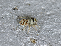 Philaeus chrysops
