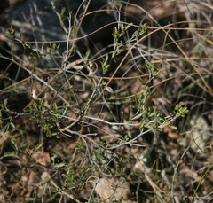 Argyrolobium pachyphyllum