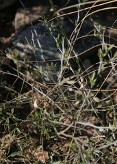 Argyrolobium pachyphyllum