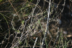 Wahlenbergia cinerea