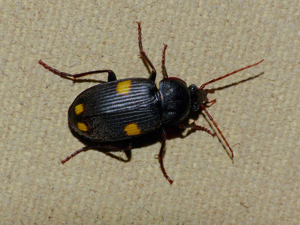 Chlaenius quadripustulatus
