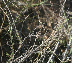 Wahlenbergia cinerea