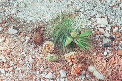 Pinus nigra pallasiana